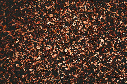 brune tørrede blade, Brun, blade, blad, efterår, overflod, fuld ramme, tæt på, ingen mennesker, natur, friskhed, dag, baggrunde, stor gruppe af objekter, plante del, mønster, mad og drikke, tekstureret, direkte over, tør, metal, høj vinkel visning, mad, tømmerindustrien, træ - materiale, naturlig tilstand, 4K, CC0, offentligt domæne, royaltyfrie