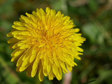 Löwenzahn, Gelb, schließen, Makro, Einzelheiten, Blume, taraxacum officinale, blühen, Frühling, Wiese, Pflanze, Acker-, Mariendistel, Gras, Verbundwerkstoffe, Wegeseite, Felder, Garten, Maistock, Butterblume, Hund Blume, auffällig, blühende Pflanze, Zerbrechlichkeit, Verletzlichkeit, Frische, Schönheit in der Natur, Blütenblatt, Blütenkopf, Nahansicht, Blütenstand, Wachstum, Fokus auf den Vordergrund, Natur, Tag, draußen, keine Leute, Botanik, Pollen, 5K, CC0, gemeinfrei, lizenzfrei