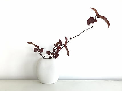 瓶 花, 一枝 一叶, 静心, copia spazio, nessuno, sfondo bianco, in casa, fiore, pianta, freschezza, avvicinamento, pianta fiorita, natura, girato in studio, bellezza nella natura, natura morta, Colore bianco, fragilità, vaso, stelo vegetale, vulnerabilità, petalo, testa di fiore, 4K, CC0, dominio pubblico, privo di copyright