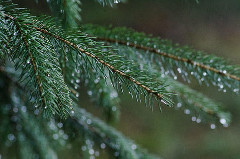 pijnboom, regen, Bos, boom, evergreen, natuur, tak, laten vallen, water, nat, landschap, naald-, Kerstmis, dennenboom, winter, vuren boom, naaldboom, groenblijvende boom, naald - plantdeel, detailopname, groene kleur, seizoen, fabriek, Pinaceae, groei, schoonheid in de natuur, blad, deel van de plant, selectieve aandacht, focus op de voorgrond, geen mensen, dag, buitenshuis, dauw, regendruppel, 4K, CC0, publiek domein, royaltyvrij
