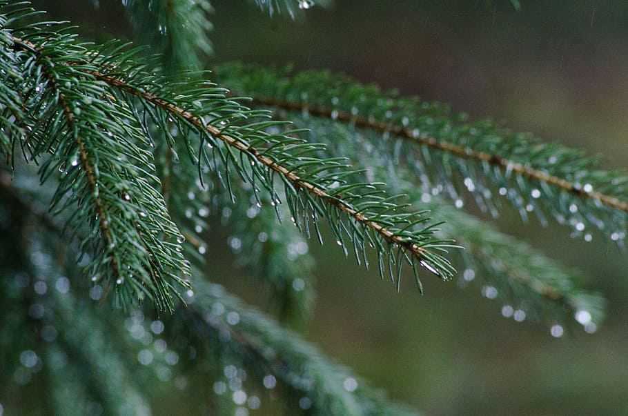 fyrretræ, regn, Skov, træ, stedsegrønne, natur, afdeling, dråbe, vand, våd, landskab, nål, jul, vinter, grantræ, nåletræ, eviggrønne træ, nål - plante del, tæt på, grøn farve, sæson, plante, Pinaceae, vækst, skønhed i naturen, blad, plante del, selektiv fokusering, fokus på forgrunden, ingen mennesker, dag, udendørs, dug, regndråbe, 4K