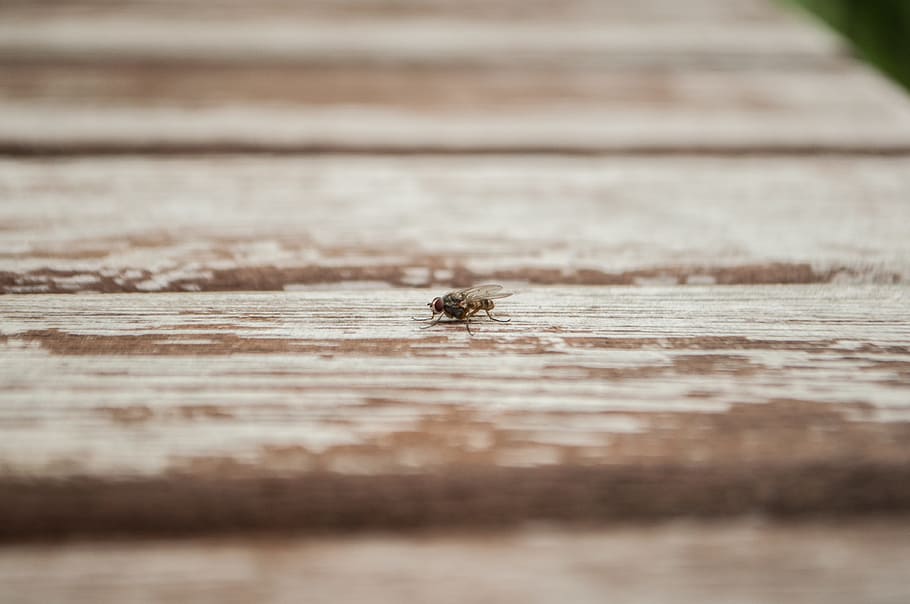 taula, volar, fusta, material de fusta, temes d'animals, animal, enfocament selectiu, fauna animal, invertebrat, animals a la natura, insecte, primer pla, cap gent, un animal, dia, a l'aire lliure, tauler, naturalesa, rastreig, textura, gra de fusta, petit, 4K