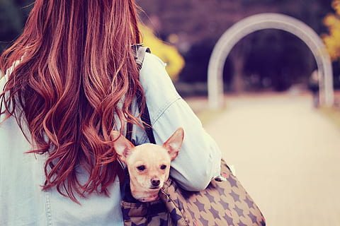 mulher, carregando, cão de pelo curto, Bolsa, dia, baixo, casaco, cão, pets, animal, ao ar livre, fofa, mulheres, cachorro, pessoas, felicidade, uma pessoa, estilos de vida, amizade, verão, porco, focar em primeiro plano, temas animais, um animal, doméstico, canino, animais domésticos, mamífero, cabelo, pessoas reais, Penteado, cabelo longo, vertebrado, atividade de lazer, pequeno, chihuahua - cão, 1080P, CC0, domínio público, royalty free