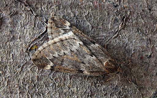 mol, makro, hmyz, lepidoptera, bezobratlý, pruhovaný, venku, zvíře, detail, texturou, zvířat, jednoho zvířete, Příroda, nikdo, strom, zvířata ve volné přírodě, kmen stromu, den, kufr, hrubý, dřevo - materiál, celý rám, kůra, motýl - hmyz, 4K, CC0, veřejná doména, bez autorských práv