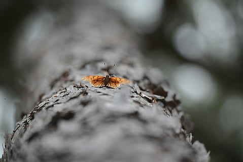 polilla y bokeh, selectivo, foto, marrón, mariposa, foto de enfoque, Iniciar sesión, árbol, ladrar, insecto, enfoque selectivo, de cerca, nadie, naturaleza, día, tronco de arbol, comida, el maletero, comida y bebida, al aire libre, invertebrado, material de madera, texturizado, sólido, tierra, planta, roca - objeto, rock, hambriento, liquen, 5K, CC0, dominio público, libre de derechos