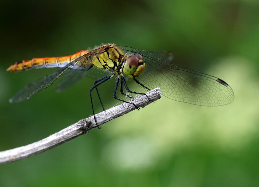 libellula, Insecta, Ali, riposo, pianta, trasparente, natura, invertebrato, animale, temi animali, insetto, fauna selvatica, ala animale, animali allo stato selvatico, un animale, avvicinamento, concentrarsi sulle conoscenze acquisite, nessuno, giorno, all'aperto, macro, bellezza nella natura, colore verde, parte del corpo animale, occhio animale, 2K
