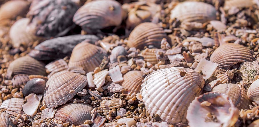 lot de cargols de mar, fons, guai, naturalesa, shell, estiu, gran grup d’animals, a l'aire lliure, marc complet, temes d'animals, cap gent, dia, primer pla, gran grup d'objectes, abundància, menjar, menjar i beguda, animal, enfocament selectiu, fauna animal, mar, Munt, patró natural, frescor, 4K