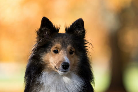 bräunen, schwarz, Weiß, Hund, Sheltie, Baum, schließen, ein Tier, Eckzahn, Säugetier, inländisch, Haustiere, Fokus auf den Vordergrund, keine Leute, Porträt, Nahansicht, Tierkörperteil, suchen, Natur, selektiver Fokus, Kamera betrachten, Border Collie, reinrassiger Hund, Schnauze, 1080P, CC0, gemeinfrei, lizenzfrei