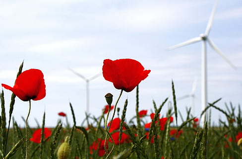 mulino a vento, maki, punti rossi, spighette, pianta, fiore, pianta fiorita, bellezza nella natura, crescita, freschezza, cielo, petalo, campo, rosso, natura, terra, fragilità, vulnerabilità, ambiente, concentrarsi sulle conoscenze acquisite, turbina, avvicinamento, papavero, combustibile e produzione di energia, nessuno, testa di fiore, all'aperto, primavera, 2K, CC0, dominio pubblico, privo di copyright