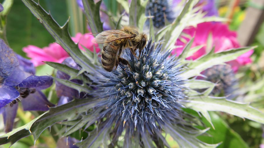 cardo, ape, fiore, api, natura, pianta fiorita, fauna selvatica, animali allo stato selvatico, pianta, animale, temi animali, bellezza nella natura, freschezza, invertebrato, un animale, insetto, crescita, fragilità, avvicinamento, petalo, testa di fiore, nessuno, impollinazione, all'aperto, viola, bombo, polline, 4K