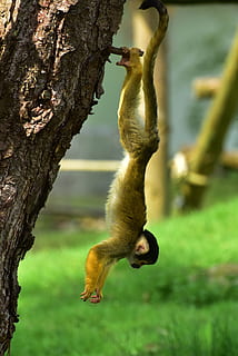 dekat, fotografi, monyet, pohon, kecil, äffchen, imut, manis, hewan, bulu, lucu, menanam, batang pohon, bagasi, tema binatang, mamalia, fokus pada latar depan, binatang di alam liar, satwa liar hewan, bertulang belakang, satu binatang, primata, alam, tidak ada orang, hari, cabang, di luar rumah, penuh, keluarga hewan, 4K, CC0, domain publik, bebas royalti