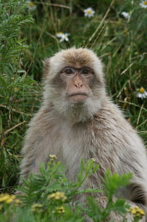 Affe, Angesicht zu Angesicht, Tier, Säugetier, Tierwelt, Primas, Natur, Makaken, Tiere in freier Wildbahn, draußen, Tiere und Haustiere, ein Tier, Pflanze, Wirbeltier, Porträt, Kamera betrachten, keine Leute, Tag, suchen, Sitzung, Land, Nahansicht, 4K, CC0, gemeinfrei, lizenzfrei