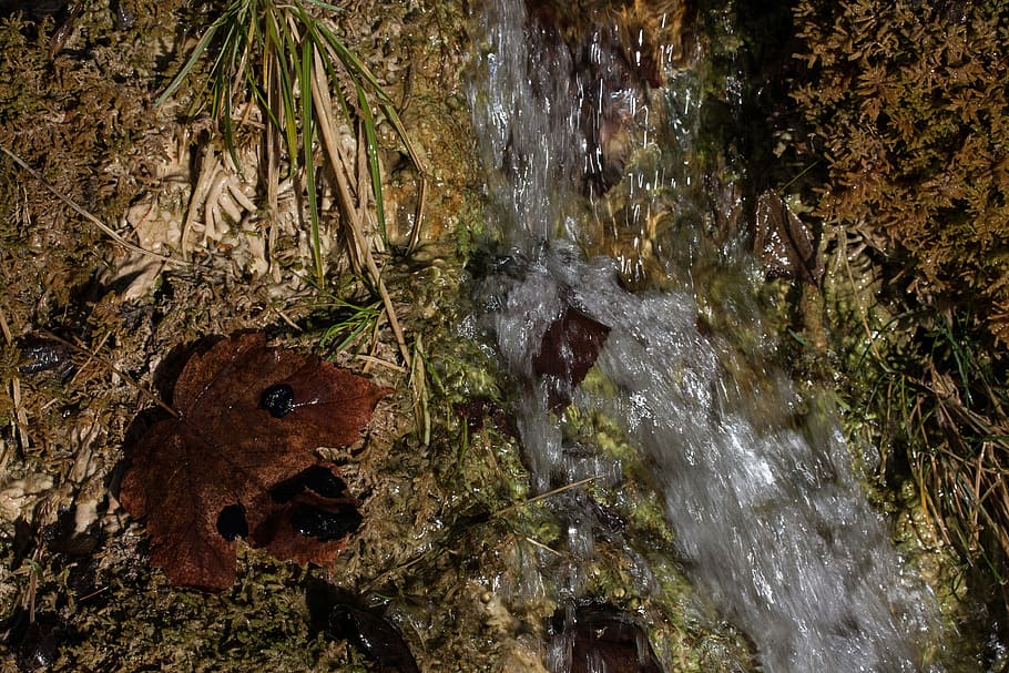font, bach, aigua, bombolla, idil·li, molsa, verd, naturalesa, primavera, tardor, fulla d'auró, moviment, bosc, arbre, aigua que flueix, cap gent, terra, exposició llarga, planta, dia, escenics - natura, rock, bellesa a la natura, moviment borrós, sòlid, cascada, rock - object, a l'aire lliure, que flueix, escorça, 4K
