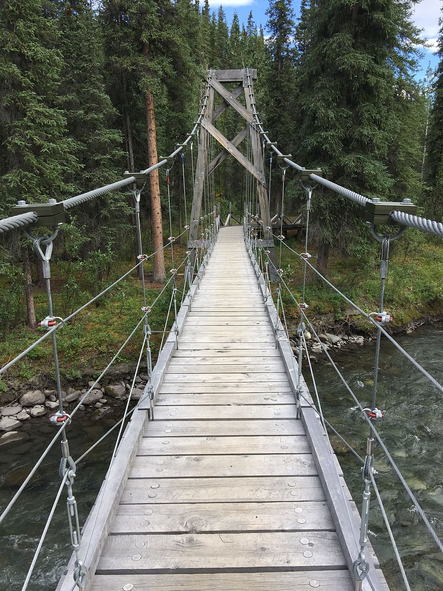 hanging bridge, bridge, river, tree, built structure, architecture, connection, direction, plant, the way forward, railing, footbridge, bridge - man made structure, nature, forest, day, no people, rope bridge, land, diminishing perspective, growth, tranquility, outdoors, long, 2K