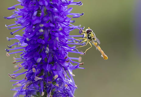 Insekt, Blume, Makro, Sommer-, fliegendes Insekt, blaue Blume, Sein, blühende Pflanze, Zerbrechlichkeit, Verletzlichkeit, wirbellos, Tier, Schönheit in der Natur, Pflanze, Tierthemen, lila, Blütenblatt, ein Tier, Nahansicht, Tierwelt, Wachstum, Tiere in freier Wildbahn, Frische, Blütenkopf, Natur, keine Leute, Bestäubung, Lavendel, draußen, Frühling, Pollen, 4K, CC0, gemeinfrei, lizenzfrei