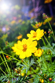 poc profund, foto del focus, groc, flors, flor, herba, naturalesa, estiu, prat, verd, camp, primavera, planta, sol, dia, a l'aire lliure, medi ambient, rural, escènic, cel, paisatge, gespa, flors d'estiu, llum solar, camp de flors, jardí, assolellat, escena, noia, temporada, terra, flor de primavera, núvol, flora, feliç, noi, planta amb flors, frescor, fragilitat, vulnerabilitat, creixement, bellesa a la natura, pètal, cap de flor, inflorescència, primer pla, enfocament selectiu, centrar-se en primer pla, cap gent, pol·len, 4K, CC0, domini públic, lliure de regalies