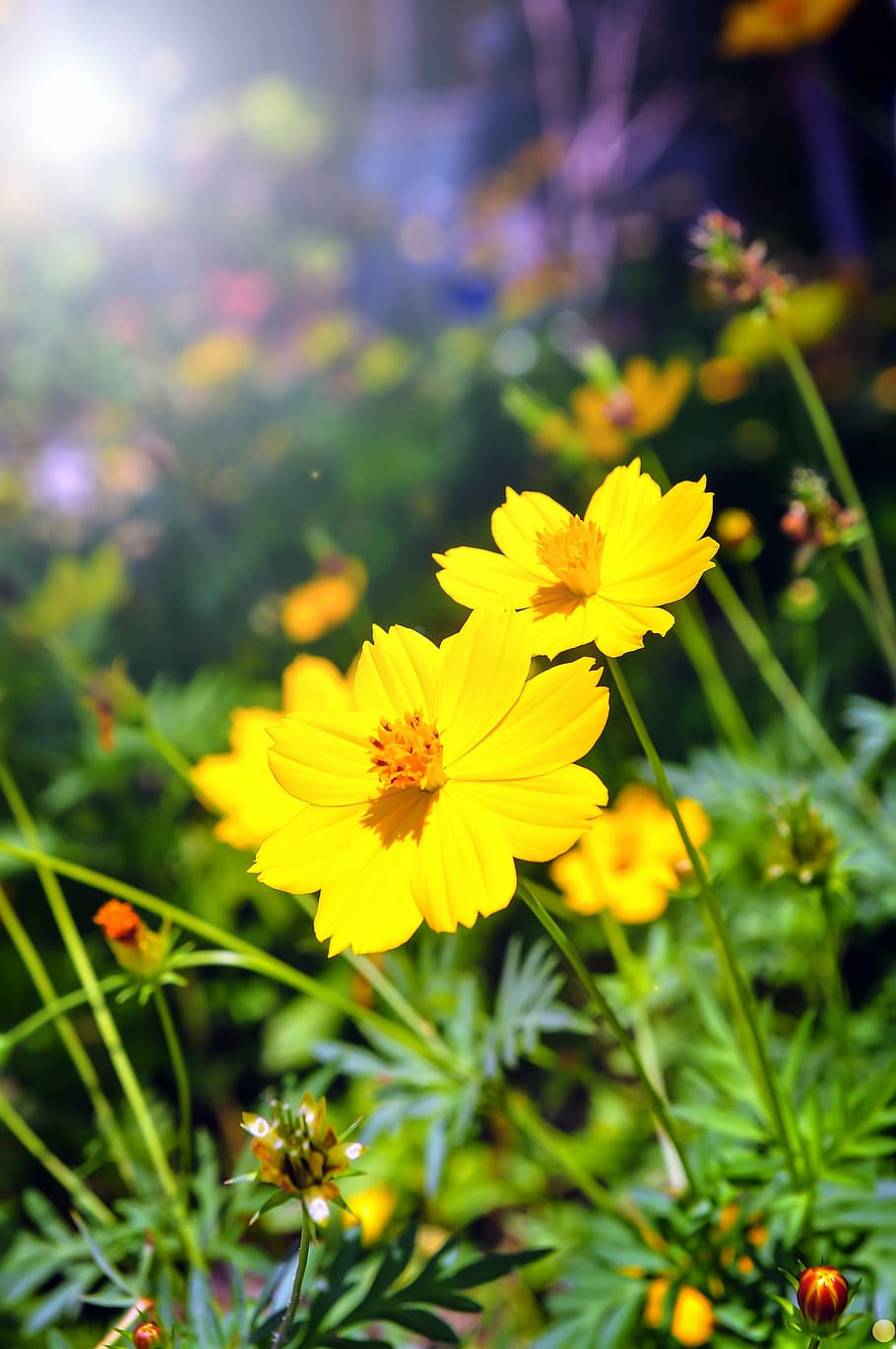 poc profund, foto del focus, groc, flors, flor, herba, naturalesa, estiu, prat, verd, camp, primavera, planta, sol, dia, a l'aire lliure, medi ambient, rural, escènic, cel, paisatge, gespa, flors d'estiu, llum solar, camp de flors, jardí, assolellat, escena, noia, temporada, terra, flor de primavera, núvol, flora, feliç, noi, planta amb flors, frescor, fragilitat, vulnerabilitat, creixement, bellesa a la natura, pètal, cap de flor, inflorescència, primer pla, enfocament selectiu, centrar-se en primer pla, cap gent, pol·len, 4K