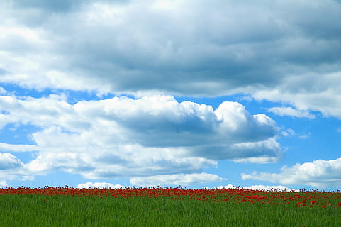 Himmel, Wolken, blau, erde, wolkig, Wind, Blau, Erde, bewölkter Himmel, Strahlen, Licht, Horizont, Mohn, Mohnfeld, Natur, wolke - himmel, Feld, ländliche Szene, Wiese, Wolkengebilde, Gras, Sommer-, Landschaft, draußen, Horizont über Land, szenen, Nicht-städtische Szene, Landwirtschaft, Frühling, Weide, grüne Farbe, Tag, Schönheit in der Natur, keine Leute, Land, idyllisch, Wetter, Jahreszeit, Umgebung, Pflanze, Ernte, Wachstum, Szenen - Natur, ruhige Szene, Ruhe, rot, Getreidepflanze, 2K, CC0, gemeinfrei, lizenzfrei