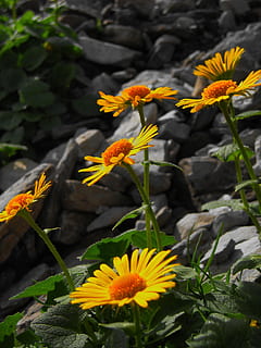 Retezat, montagne, Transilvania, fiore, pianta fiorita, pianta, bellezza nella natura, crescita, vulnerabilità, fragilità, freschezza, petalo, testa di fiore, infiorescenza, avvicinamento, giallo, natura, giorno, nessuno, parte vegetale, foglia, concentrarsi sulle conoscenze acquisite, polline, all'aperto, gazania, 2K, CC0, dominio pubblico, privo di copyright