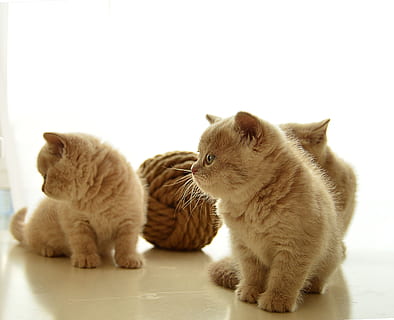 kitty, british, killing, pattedyr, dyre temaer, kæledyr, indenlandske, dyr, kat, gruppe af dyr, feline, husdyr, indenlandske kat, to dyr, hvirveldyr, indendørs, ingen mennesker, ungt dyr, samvær, sidder, leder, tæt på, ingefær kat, bakkenbart, dyre familie, 1080P, CC0, offentligt domæne, royaltyfrie