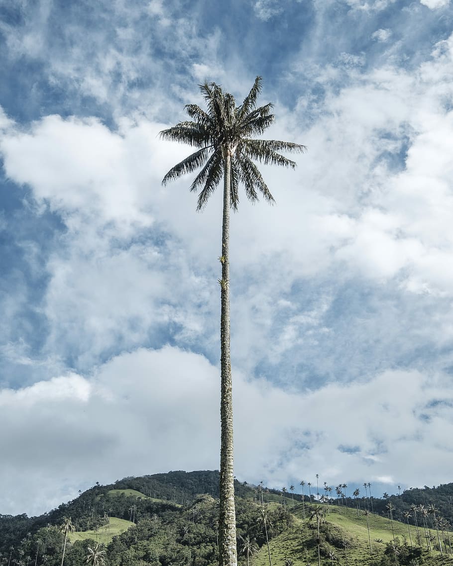 arbre de coco, blau, cel, arbre, palmell, naturalesa, primavera, estiu, alt, núvol, paisatge, muntanya, vall de cocora, colombia, núvol - cel, Palmera, planta, clima tropical, vista d’angle baix, bellesa a la natura, escenics - natura, cap gent, escena tranquil·la, tranquil·litat, creixement, dia, escena no urbana, tronc de l'arbre, a l'aire lliure, alta - alta, terra, palmera de coco, 4K