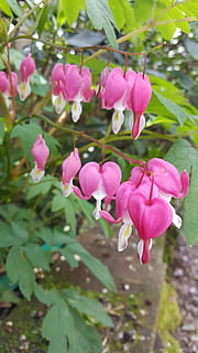 sagnat, cors, flor, planta amb flors, planta, bellesa a la natura, color rosa, pètal, creixement, frescor, vulnerabilitat, fragilitat, primer pla, dia, cap gent, cap de flor, naturalesa, inflorescència, centrar-se en primer pla, a l'aire lliure, part de la planta, full, 5K, CC0, domini públic, lliure de regalies