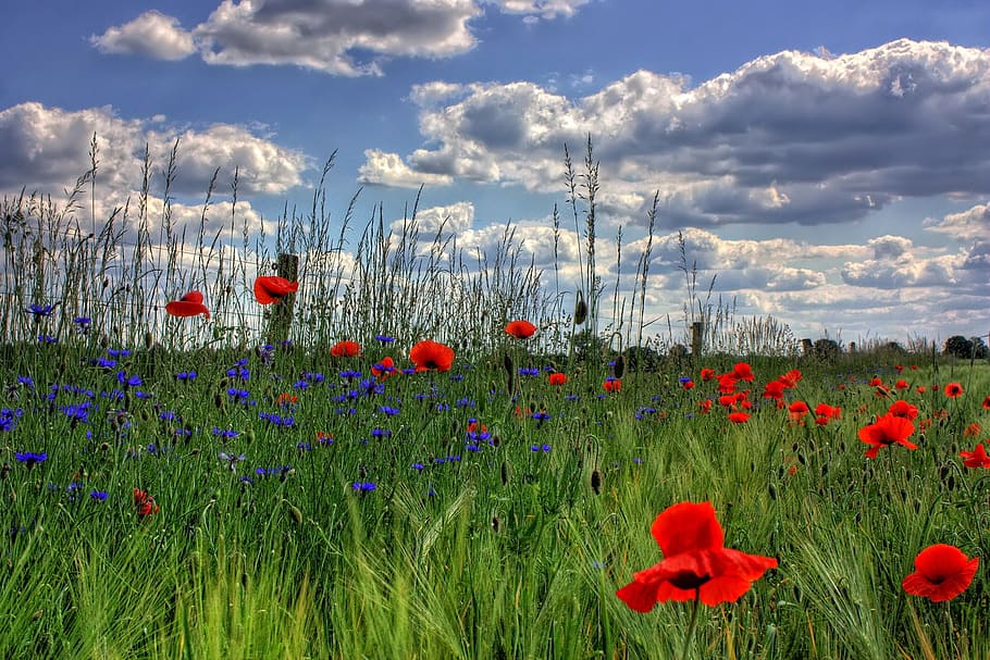 rot, Blütenblätter, Blau, Feld, tagsüber, blühen, Wolken, Flora, Blumen, Gras, Natur, Mohn, ländlich, Himmel, Blume, blühende Pflanze, Pflanze, Frische, wolke - himmel, Wachstum, Schönheit in der Natur, Land, Zerbrechlichkeit, Verletzlichkeit, Blütenblatt, Umgebung, keine Leute, Tag, Blütenkopf, Frühling, draußen, Blumenbeet, 1080P
