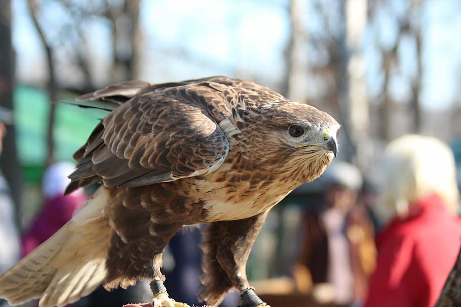 falcó, ocell, sarich, buzzard, naturalesa viva, depredador, animals, zoo, manual, primer pla, carrera de plomes, vista, gran, no home, mascota, fauna animal, centrar-se en primer pla, un animal, vertebrats, animals a la natura, dia, arbre, naturalesa, rapinyaire, a l'aire lliure, persones incidentals, posat, gent, retrat, llum solar, marró, falcó - ocell, vista del perfil, 5K