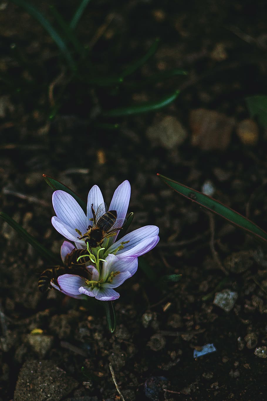 abelles, florir, florint, borrós, bumble bee, primer pla, medi ambient, flora, flor, focus, sòl, creixement, insecte, fulles, a l'aire lliure, pètals, planta, naturalesa, safrà, pètal, planta amb flors, vulnerabilitat, fragilitat, frescor, bellesa a la natura, cap de flor, inflorescència, porpra, cap gent, dia, centrar-se en primer pla, vista d’angle alt, camp, terra, pol·len, iris, 2K