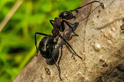 myre, priroda, makro, insekter, natur, dyr i naturen, dyre temaer, et dyr, dyreliv, insekt, dag, dyr, hvirvelløse, tæt på, sort farve, solid, ingen mennesker, klippe, rock-objekt, selektiv fokusering, fokus på forgrunden, udendørs, 5K, CC0, offentligt domæne, royaltyfrie