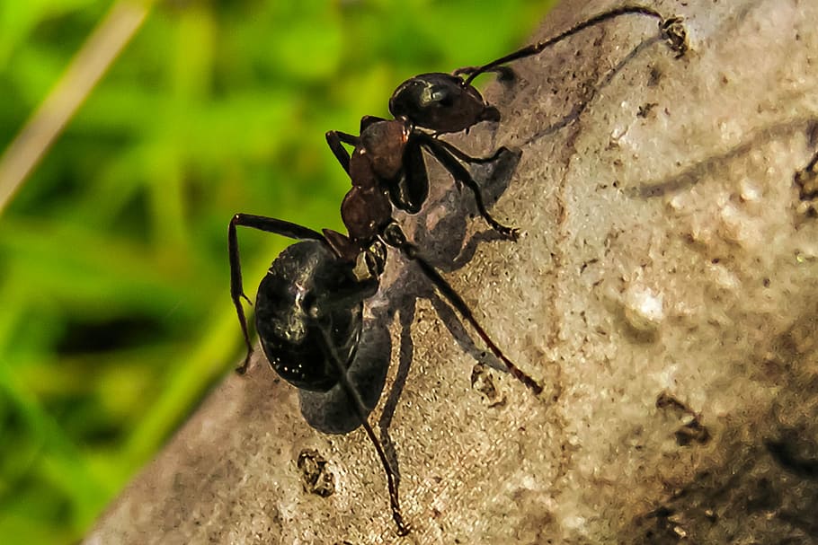 myre, priroda, makro, insekter, natur, dyr i naturen, dyre temaer, et dyr, dyreliv, insekt, dag, dyr, hvirvelløse, tæt på, sort farve, solid, ingen mennesker, klippe, rock-objekt, selektiv fokusering, fokus på forgrunden, udendørs, 5K