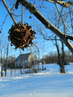 Scheune, Winter, Baum, Blau, Bauernhof, ländlich, Schnee, Himmel, Natur, Pflanze, Landwirtschaft, gefroren, szenisch, kalte Temperatur, Fokus auf den Vordergrund, Schönheit in der Natur, Tag, keine Leute, Ast, Ruhe, Wachstum, Abdeckung, Land, Nahansicht, draußen, Feld, tote Pflanze, verwelkte Pflanze, 4K, CC0, gemeinfrei, lizenzfrei