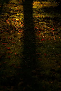 Gras, Schatten, Natur, Baum, Herbst, Laub, Grün, Wiese, Park, Die Sonne, Sommer-, Land, Pflanze, niedriger Abschnitt, selektiver Fokus, Stehen, Feld, Nacht-, draußen, dunkel, eine Person, Lebensstile, Freizeitbeschäftigung, Blatt, Fokus auf Schatten, 5K, CC0, gemeinfrei, lizenzfrei