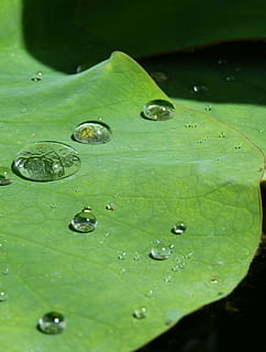 lotus effekt, dryppe, vann, struktur, regndråpe, gjennomsiktig, beaded, løpe av, våt, vanndråpe, Lukk, blad, lotus, natur, dam, akvatisk plante, botanikk, anlegg, grønn, miste, grønn farge, plante del, nærbilde, ingen folk, renhet, skjønnhet i naturen, vekst, friskhet, dag, skjørhet, sårbarhet, dugg, høy vinkel visning, utendørs, regn, flyter på vann, blader, 2K, CC0, offentlig domene, opphavsrett gratis