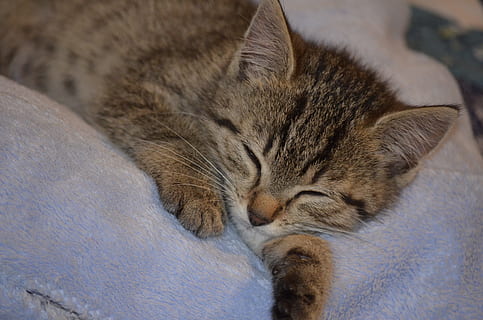 tidur, beristirahat, kucing, kucing kecil, binatang, hewan peliharaan, lelah, kucing rumahan, mamalia, licik, lokal, tema binatang, relaksasi, hewan, binatang lokal, sedang tidur, satu binatang, bertulang belakang, mata tertutup, tidak ada orang, merapatkan, kumis, dalam ruangan, berbaring, kepala hewan, nyaman, kucing betina, tidur siang, 4K, CC0, domain publik, bebas royalti