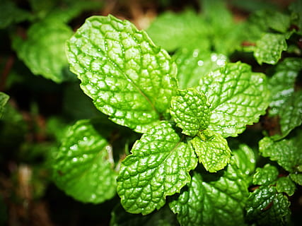 superficiale, fotografia a fuoco, verde, pianta, menta, foglia, mentolo, erba, menta piperita, fresco, menta verde, isolato, aroma, fragrante, giardinaggio, medicina, salutare, giardino, ingrediente, natura, colore verde, freschezza, foglia di menta - culinaria, avvicinamento, biologico, macro, estate, crescita, sfondi, bellezza nella natura, cibo e bevande, acqua, parte vegetale, cibo, nessuno, far cadere, giorno, concentrarsi sulle conoscenze acquisite, bagnato, all'aperto, rugiada, 2K, CC0, dominio pubblico, privo di copyright