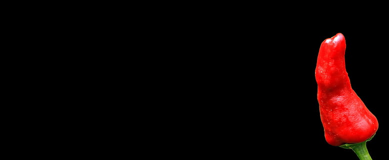 rote Chilli, Peperoni, Scharf, Paprika, Schärfe, Chili, rot, Schoten, Pfeffer, roter Pfeffer, feurig, pikant, Pfefferernte, essbar, Hintergrund, Hintergrundbild, Karte, Grußkarte, Banner, Essen und Trinken, keine Leute, Frische, Studioaufnahme, Lebensmittel, Nahansicht, Blume, schwarzer Hintergrund, Natur, Gemüse, würzen, Chili-Pfeffer, rote Chilischote, gesundes Essen, einzelnes Objekt, kopieren sie platz, drinnen, Hitze - Temperatur, Wohlbefinden, Pfeffer - Gemüse, jalapeno-Chilischote, 5K, CC0, gemeinfrei, lizenzfrei