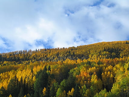 efterår, træer, falde farver, himmel, Sky, faldfarve, træ, natur, colorado, plante, sky - himmel, skønhed i naturen, scenics - natur, jord, Skov, ingen mennesker, rolig scene, miljø, ro, ikke-urbane scene, vækst, landskab, bjerg, dag, lave om, fyrretræ, nåletræ, fyrreskov, 1080P, CC0, offentligt domæne, royaltyfrie