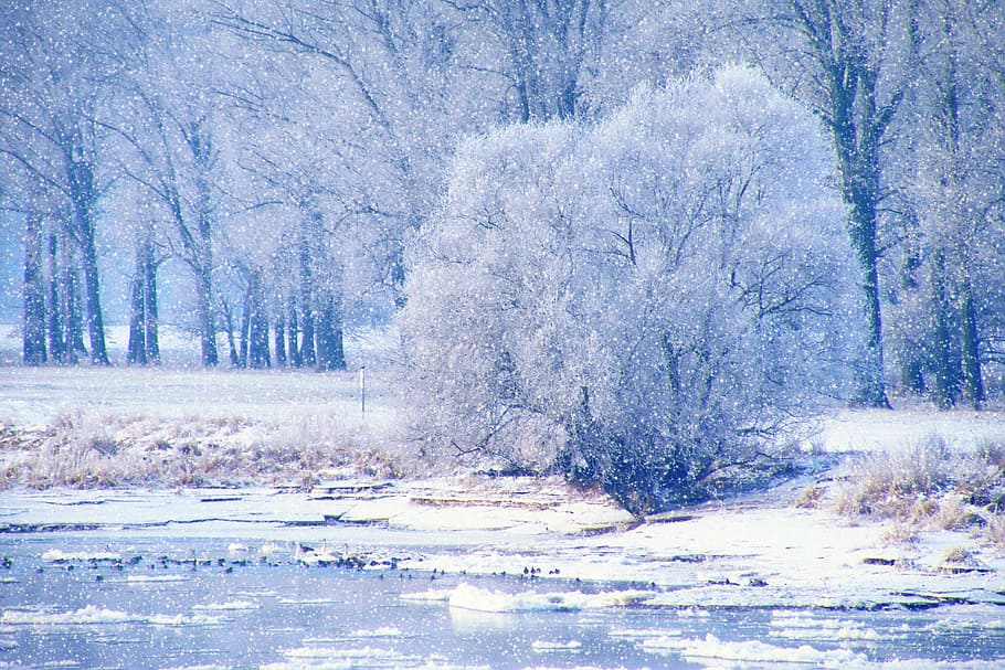 zimní, zobrazení, sníh, Studený, zimní dojmy, zimní magie, zasněžený, studená teplota, strom, Příroda, les, rostlina, krása v přírodě, přistát, klid, nikdo, scenics - příroda, klidné scény, krajina, den, zamrzlý, životní prostředí, mimoměstské scény, růst, venku, sněží, 4K