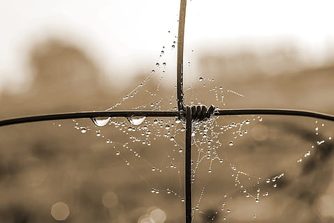 teia de aranha, gota de orvalho, gota de chuva, orvalho, gota de água, teia de aranha com contas de água, fio, arame torcido, frisado, morgentau, orvalho da manhã, gotículas, atmosférico, umidade, solta, agua, molhado, ninguém, fechar-se, frescura, natureza, focar em primeiro plano, movimento, chuva, ao ar livre, salpicos, foco seletivo, dia, plantar, fragilidade, pureza, desfocado, 4K, CC0, domínio público, royalty free