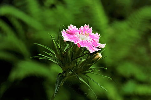 flower, carnation, carnation pink, flowering plant, plant, freshness, beauty in nature, pink color, fragility, vulnerability, petal, inflorescence, close-up, nature, flower head, growth, no people, plant part, leaf, green color, outdoors, purple, 4K, CC0, public domain, royalty free