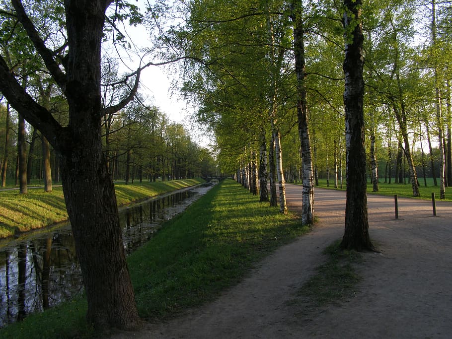 træer, gangbro, forår, park, grøn, forår, parkere, vandkanal, miljø, økologi, løv, træ, natur, ingen mennesker, vejen frem, scenics, ro, plante, træstamme, sti, retning, bagagerum, grøn farve, vækst, rolig scene, skønhed i naturen, dag, græs, vej, transportmidler, park - mand skabt plads, faldende perspektiv, udendørs, treelined, lang, 2K