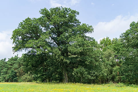 natur, tre, landskap, stort tre, anlegg, grønn farge, vekst, skjønnhet i naturen, himmel, gress, felt, land, dag, ro, miljø, naturskjønnhet - natur, rolig scene, sky - himmel, utendørs, ingen folk, idylliske, 4K, CC0, offentlig domene, opphavsrett gratis