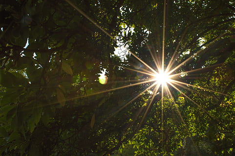 els raigs del sol, el pas, fulles, llum de fons, sol, sense efectes, corona, branques, bosc, arbre, parc, verd, planta, llum solar, creixement, tranquil·litat, naturalesa, bellesa a la natura, raig de sol, dia, cap gent, flare de la lent, terra, vista d’angle baix, a l'aire lliure, escena tranquil·la, part de la planta, cel, streaming, brillant, lluminós, copa de l'arbre, 5K, CC0, domini públic, lliure de regalies