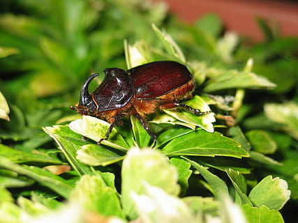 bille, insekt, tæt, blade, stor, dyr, natur, dyreliv, tæt på, makro, blad, grøn farve, hvirvelløse, scarab beetle, leddyr, entomologist, et dyr, dyr i naturen, ingen mennesker, dyre temaer, plante del, plante, selektiv fokusering, vækst, dag, udendørs, zoologi, 1080P, CC0, offentligt domæne, royaltyfrie