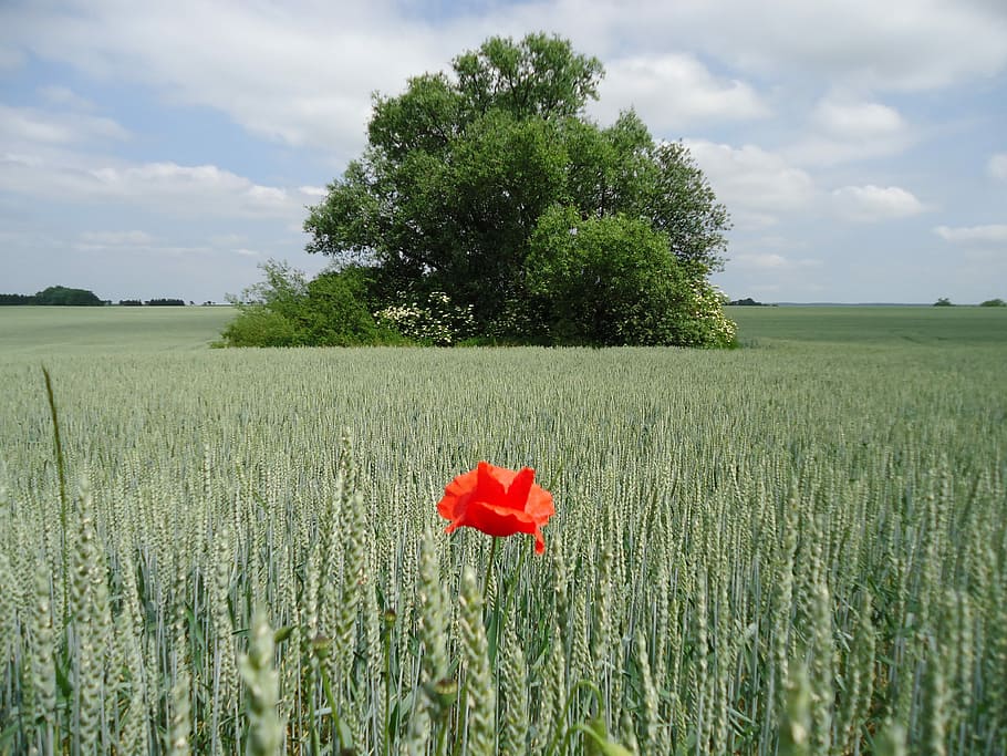 camp, arbre, gra, herba vermella, verd, rosella, vermell, creixement, escena rural, agricultura, planta, bellesa a la natura, flor, planta amb flors, terra, cel, núvol - cel, paisatge, naturalesa, frescor, vulnerabilitat, medi ambient, fragilitat, color verd, tranquil·litat, cap gent, cap de flor, a l'aire lliure, 4K