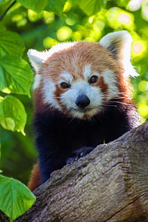 panda vermell, ós panda, tancar, amagat, panda, suportar, dolç, vermell, pell, verd, fulles, escalador, zoo, un animal, mirant la càmera, fauna animal, arbre, animals a la natura, temes d'animals, animal, mamífer, vertebrats, centrar-se en primer pla, planta, branca, retrat, naturalesa, cap gent, dia, primer pla, panda - animal, a l'aire lliure, cap d’animals, bigotis, 4K, CC0, domini públic, lliure de regalies
