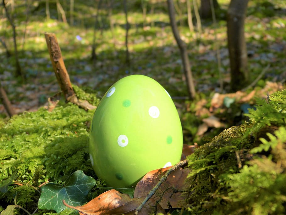 verd, ou de Pasqua, camp de gespa, ceràmica, bosc, molsa, naturalesa, assolellat, Pasqua, conill de Pasqua, ou, pintura d'ous de Pasqua, decoració, salutació de pasqua, cerca, nens, amagar-se, Feliç Pasqua, primavera, materials naturals, cercar ostereier, color verd, arbre, menjar i beguda, a l'aire lliure, cap gent, dia, menjar, alimentació saludable, primer pla, planta, celebració, creixement, centrar-se en primer pla, terra, frescor, 4K