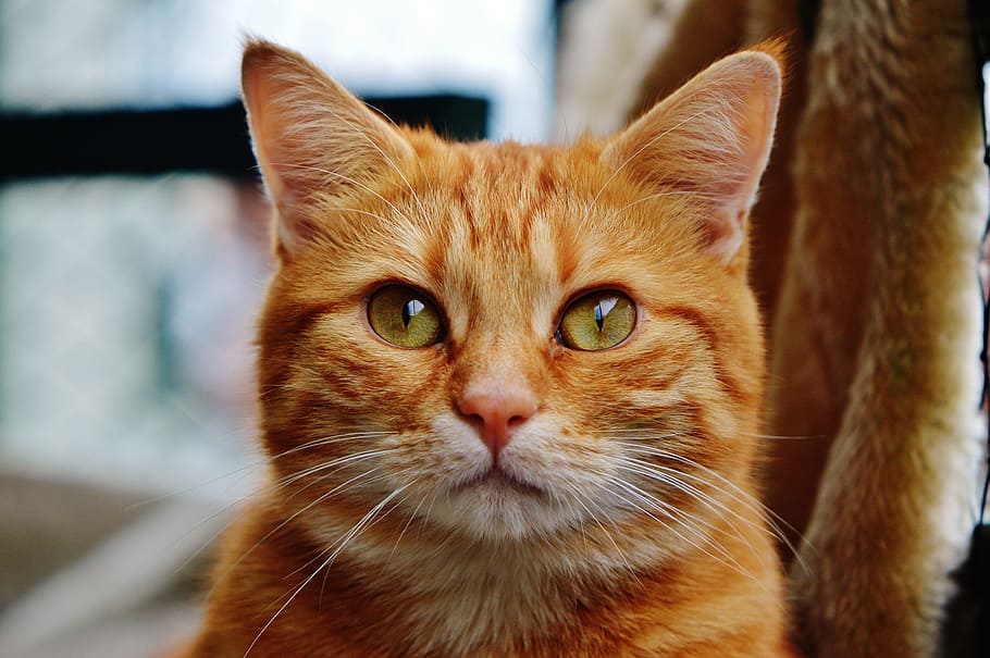 taronja, tabby, gat, assegut, al costat, marró, tèxtil, vermell, bonic, verat, tigre, dolç, feliç, animal, gat domèstic, pell, món animal, mascota, adidas, cara de gat, gat jove, juganer, tabby de verat vermell, gatet, gat vermell, mamífer, un animal, felí, mascotes, nacional, retrat, mirant la càmera, animals domèstics, centrar-se en primer pla, bigotis, primer pla, part del cos dels animals, gent, ull, gat de gingebre, ull d’animals, 4K