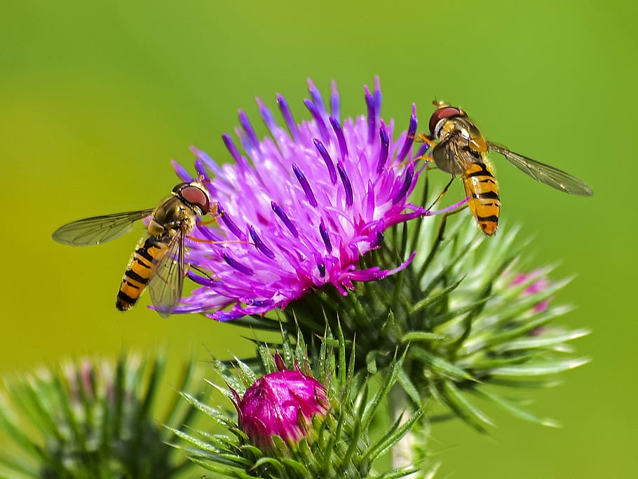 hoverfly, insecte, flor, florir, naturalesa, animal, invertebrat, temes d'animals, planta amb flors, fauna animal, animals a la natura, bellesa a la natura, fragilitat, pètal, planta, cap de flor, vulnerabilitat, un animal, frescor, abella, inflorescència, primer pla, creixement, polinització, ala dels animals, cap gent, porpra, a l'aire lliure, papallona - insecte, 4K